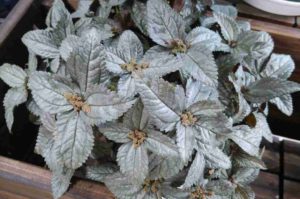 葉全体が銀色に輝く葉